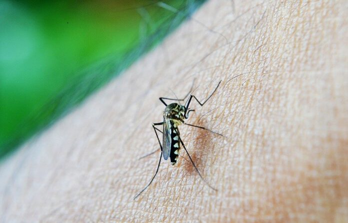 Home Remedies For Dengue